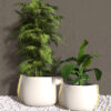 Planter 50_Wignells